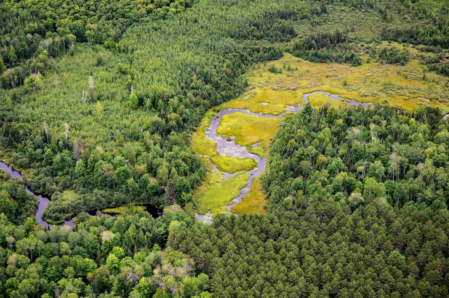 An aerial photo of a beautiful landscape mostly covered by different shades of forest, embedded is a stretch of wetland following a river with much brighter, smaller, herbaceous plant cover.