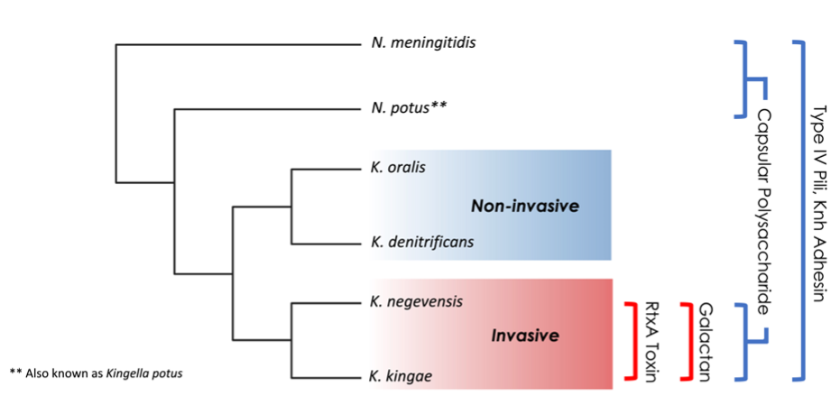 Cartoon dendrogram demonstrating the distribution of virulence factors among Kingella species.