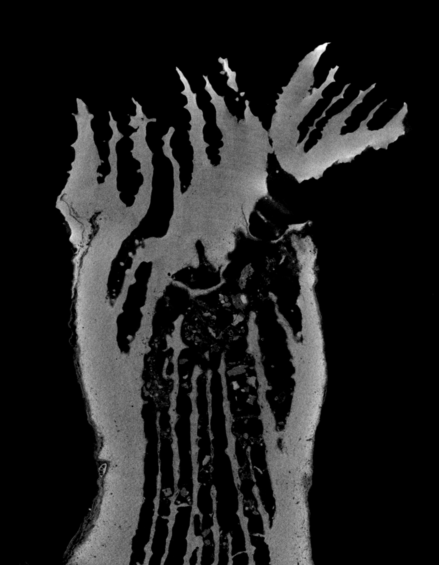 CT rejuvenated corallite