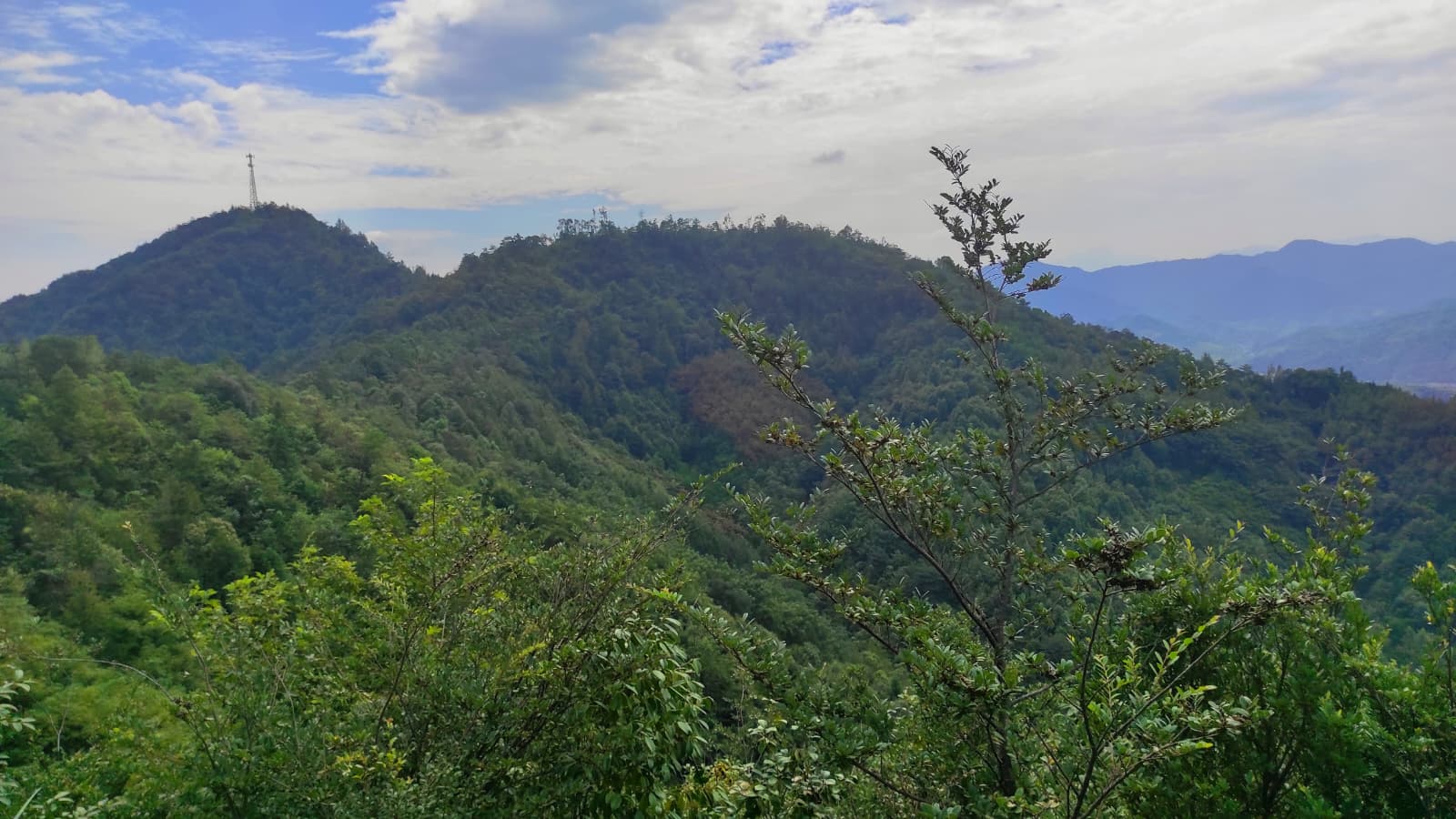 View of the BEF-China experiment