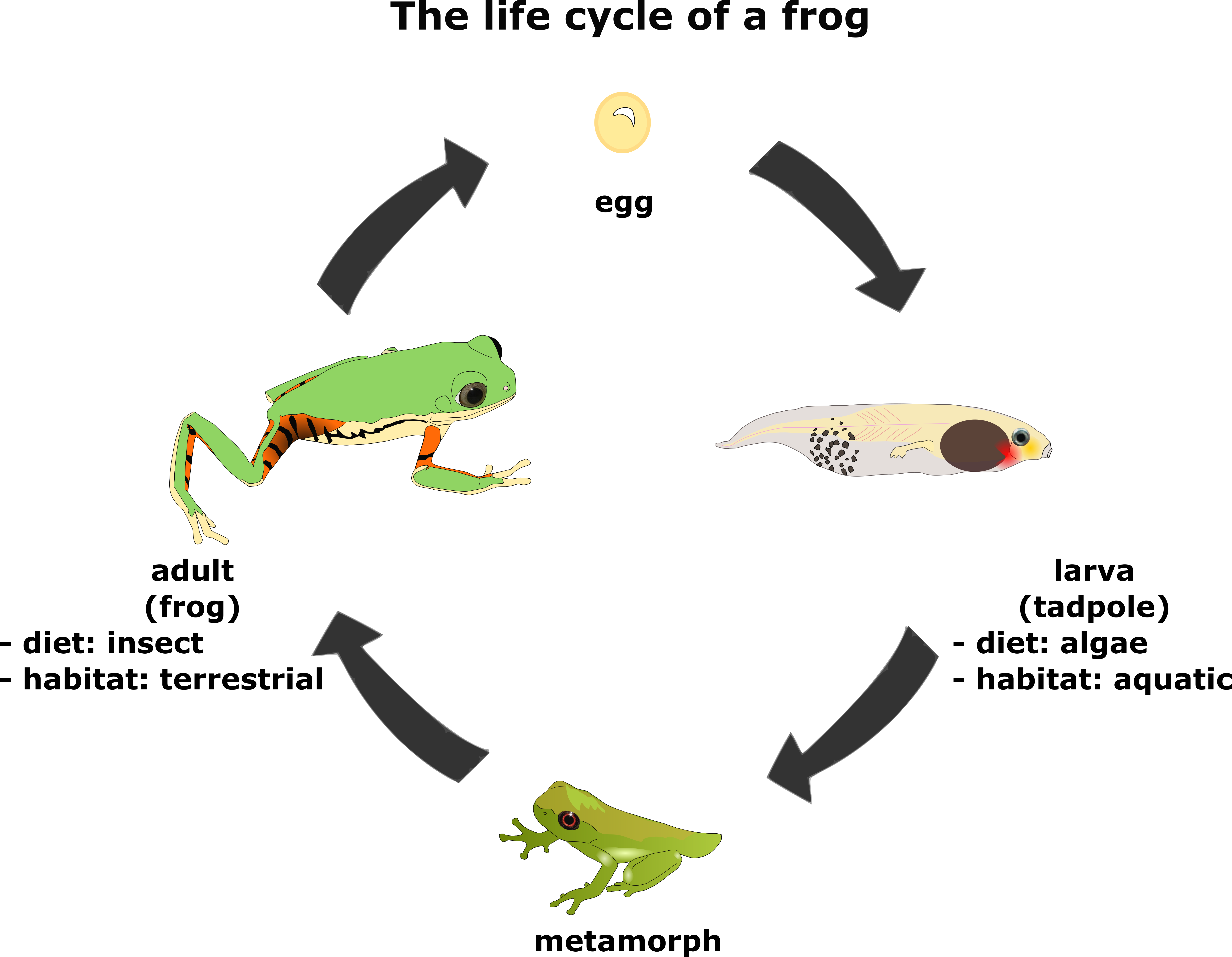 Illustration of complex life cycles in vertebrates (frog). 