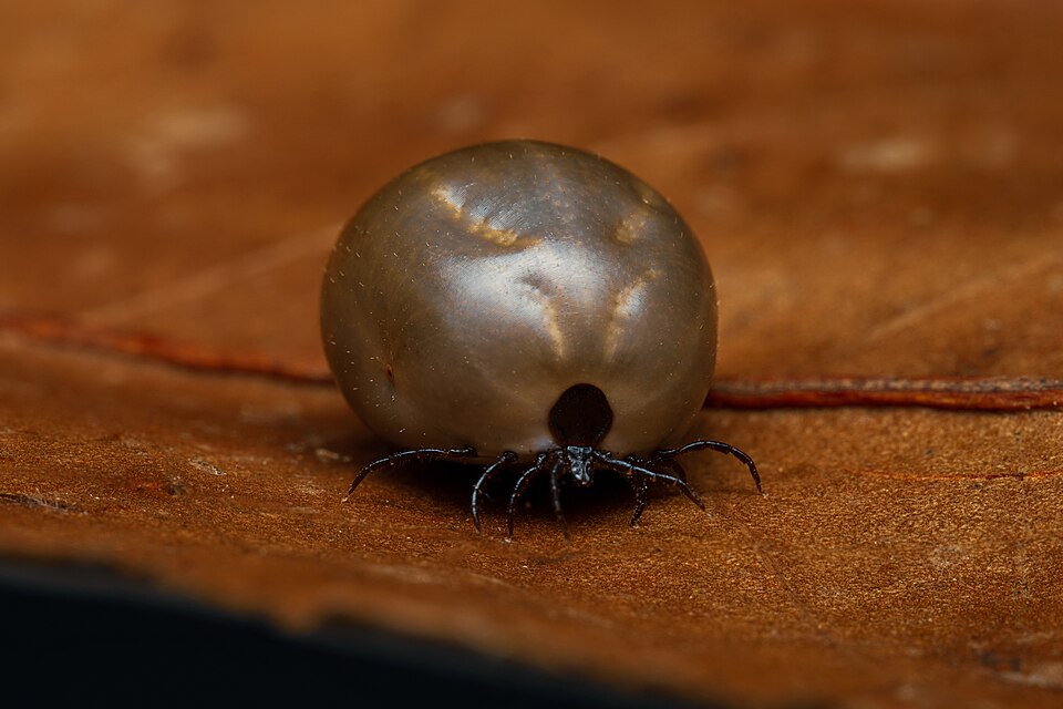 Fully engorged tick