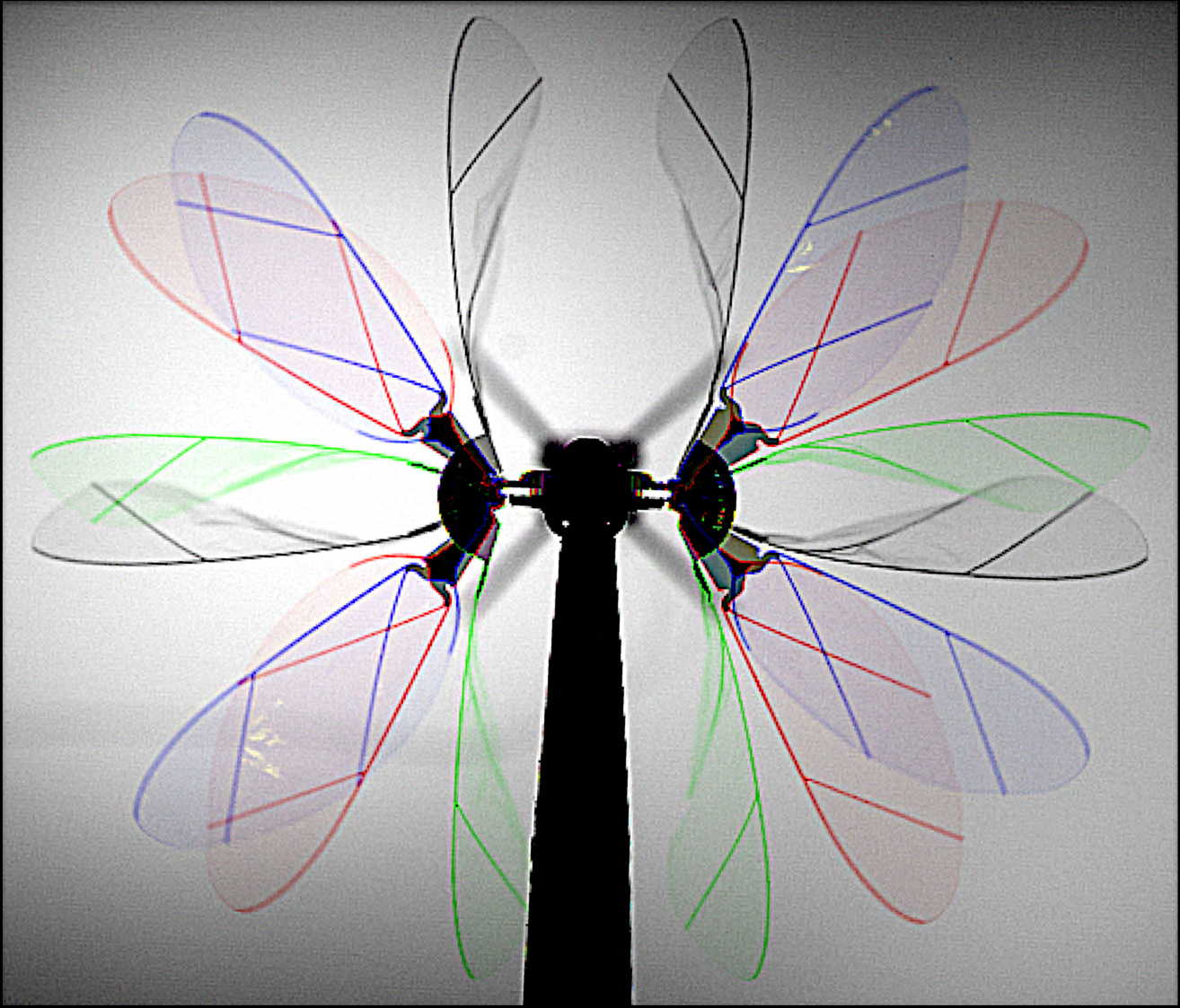 Time-lapse view of the wing flapping motion (viewed from above) under the peak-lift operating condition.