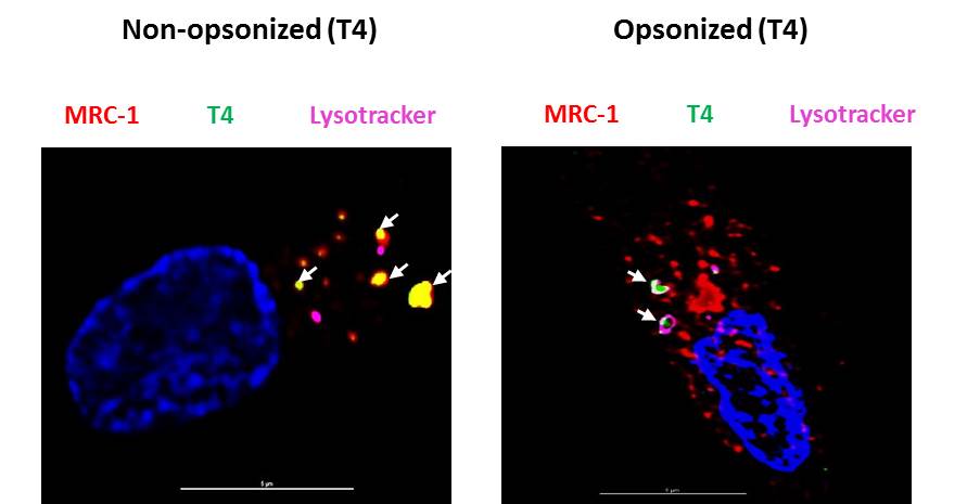Intracellular co-localization of pneumococci with MRC1 