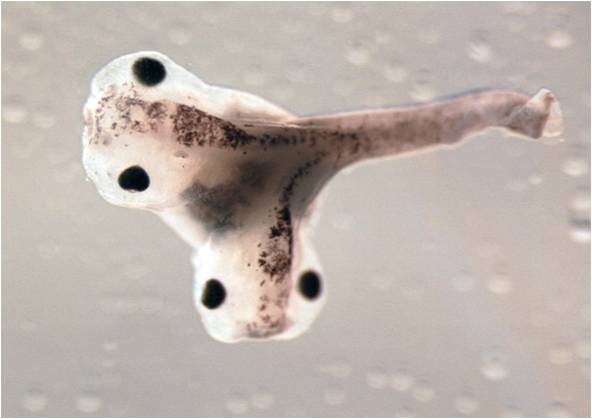 Siamese Xenopus embryo Siamese Xenopus embryo