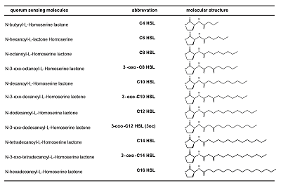 Analogs of 3oc used in this study