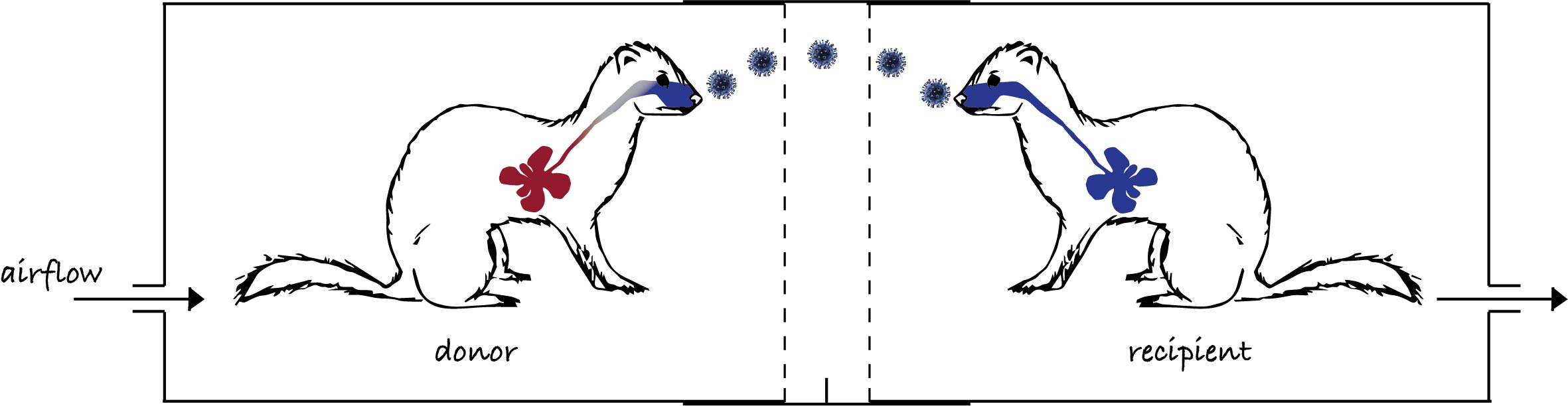 The ferret transmission model The ferret transmission model