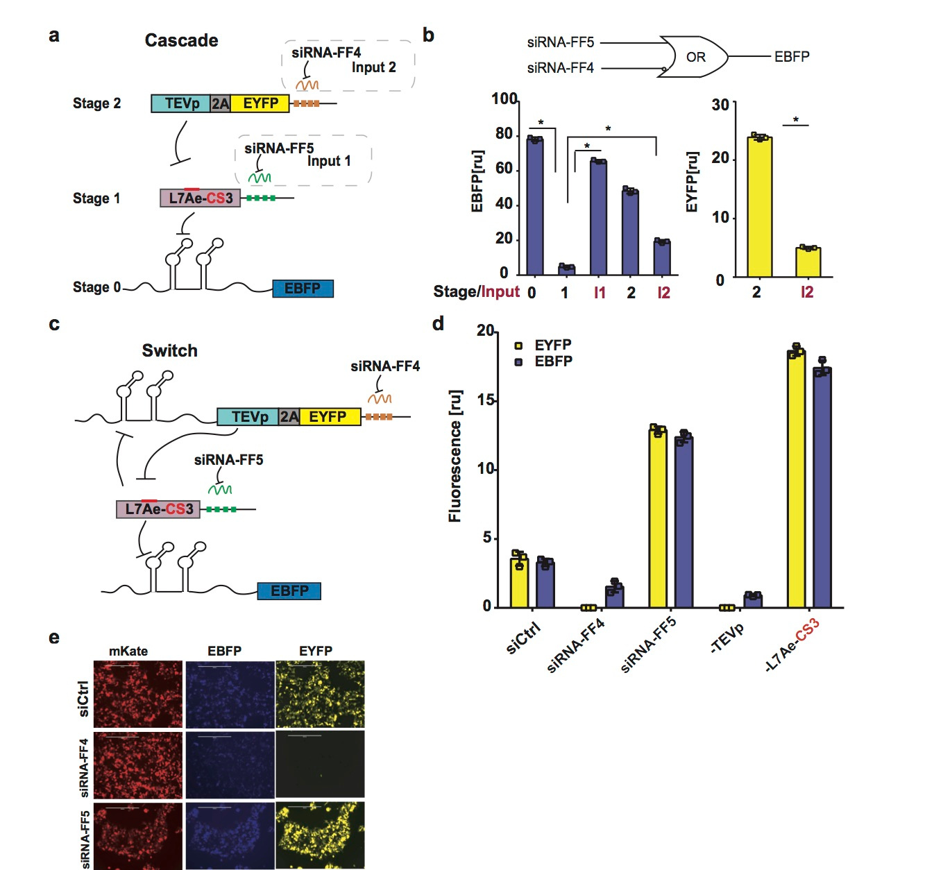Figure 2. L7Ae-CS3-based cascade and two-state switch