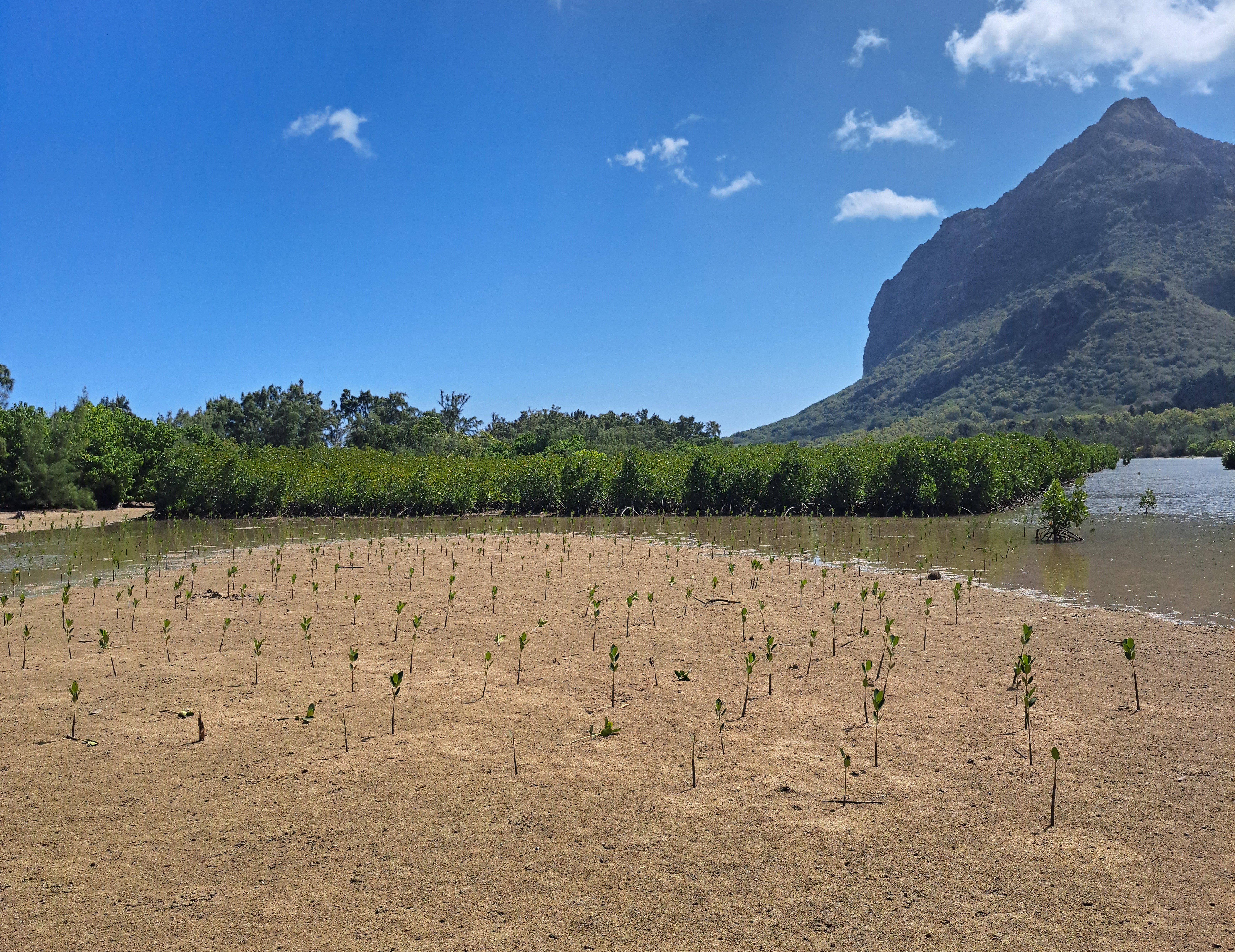 Seedlings growing at the young mangrove forest at Le Morne 