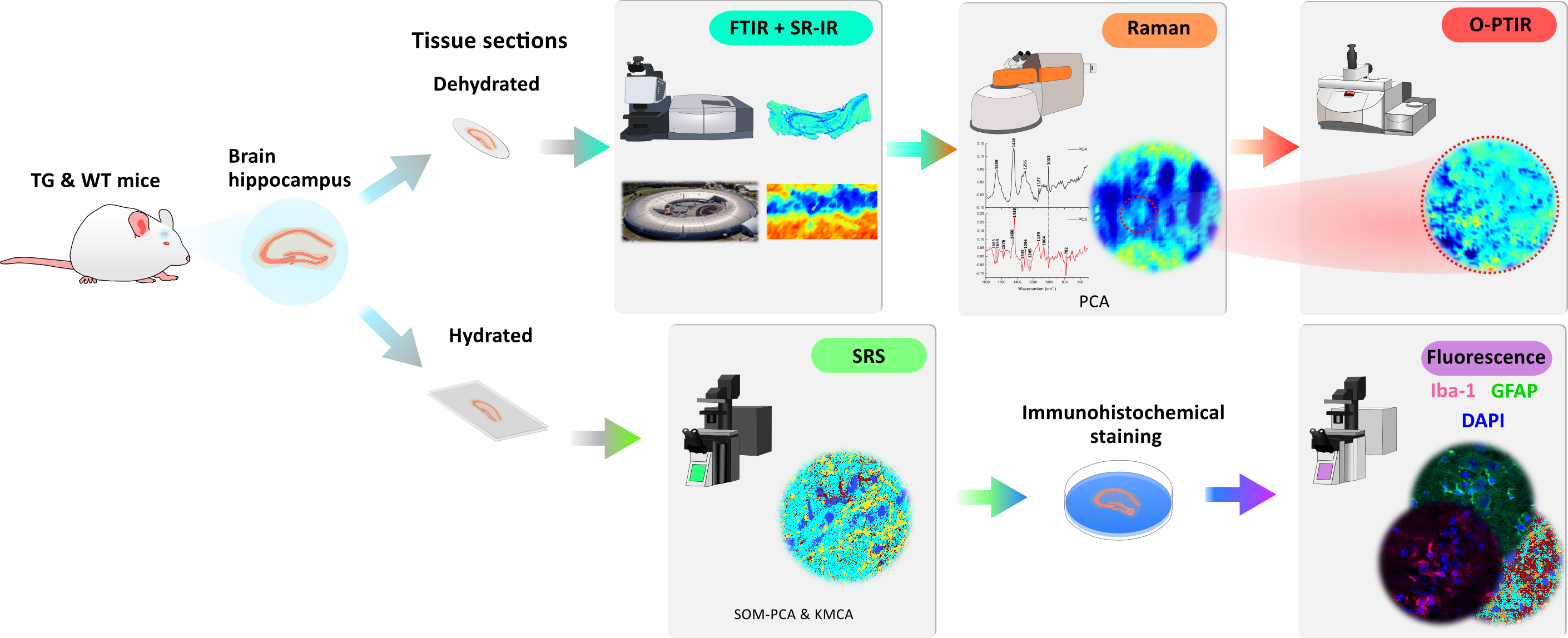 Figure 1: Experimental workflow of the study of transgenic mouse hippocampus with multiple micro-spectroscopic and two-photon fluorescence imaging.   