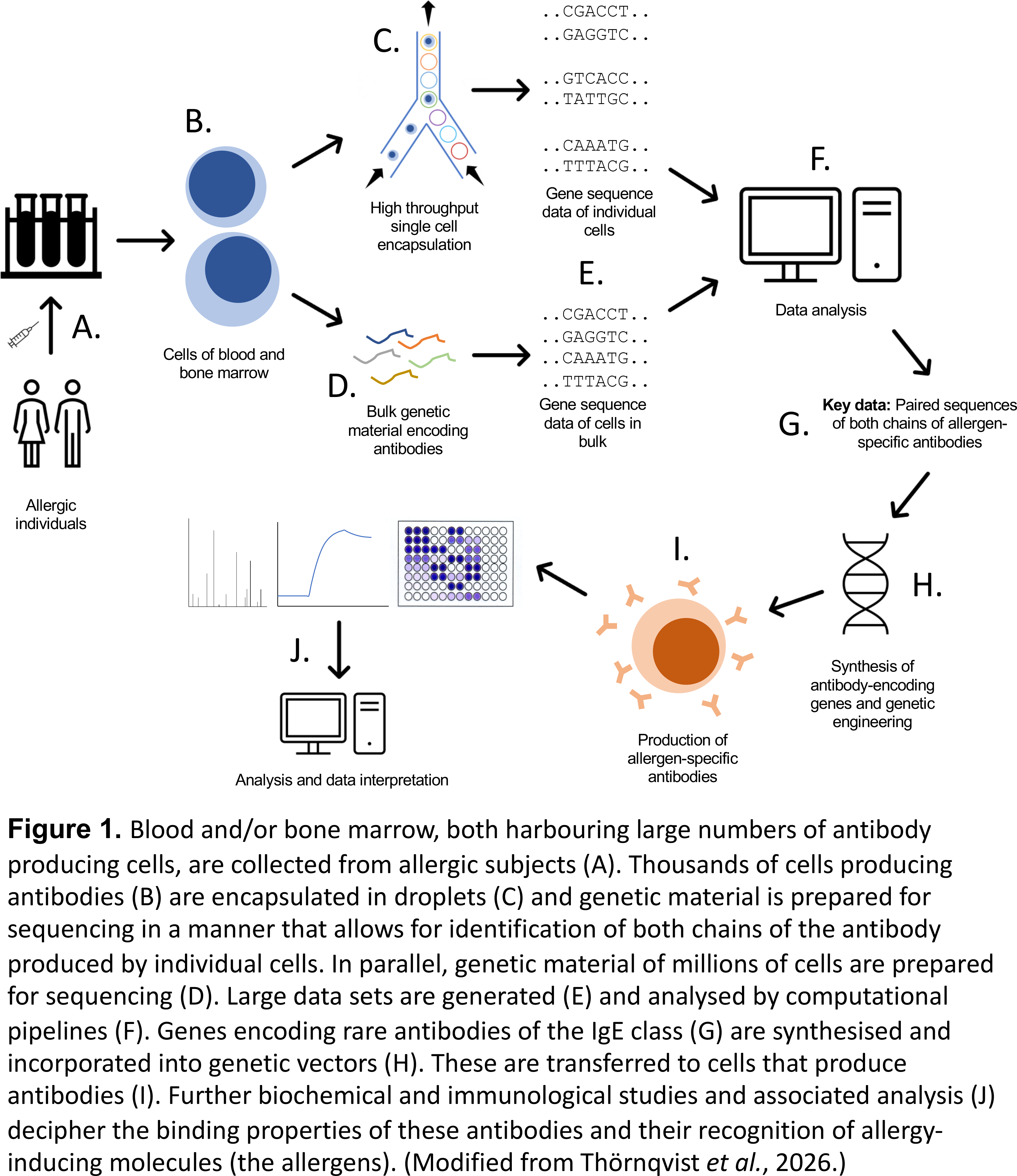 Illustration of technological process to study IgE