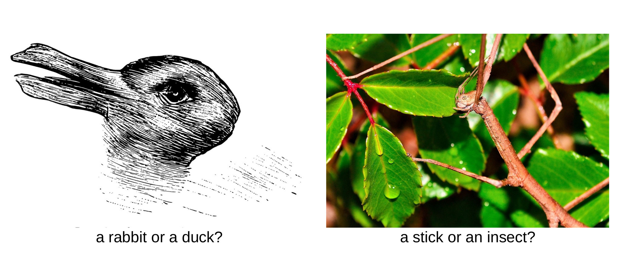 Figure 1. Can we believe our eyes?