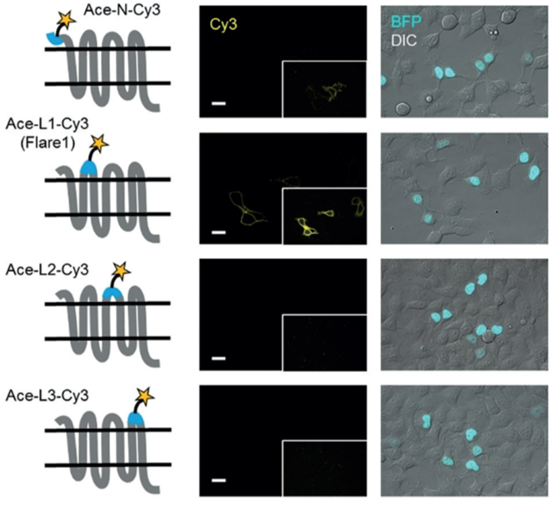 Schematic illustration of LAP-inserted Ace2 rhodopsin and fluorescence images of HEK293T cells expressing these labeled rhodopsins5. Insets show images with enhanced contrast. BFP was a co-transfection marker. Scale bar = 20 μm.