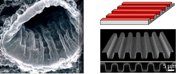 Left: artery without endothelial cells showing the topography of the surface on which the cell reside. Right: our microgrooved culture substrate