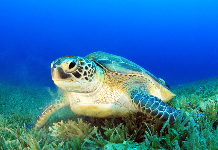 Green turtles have temperature dependant sex determination 