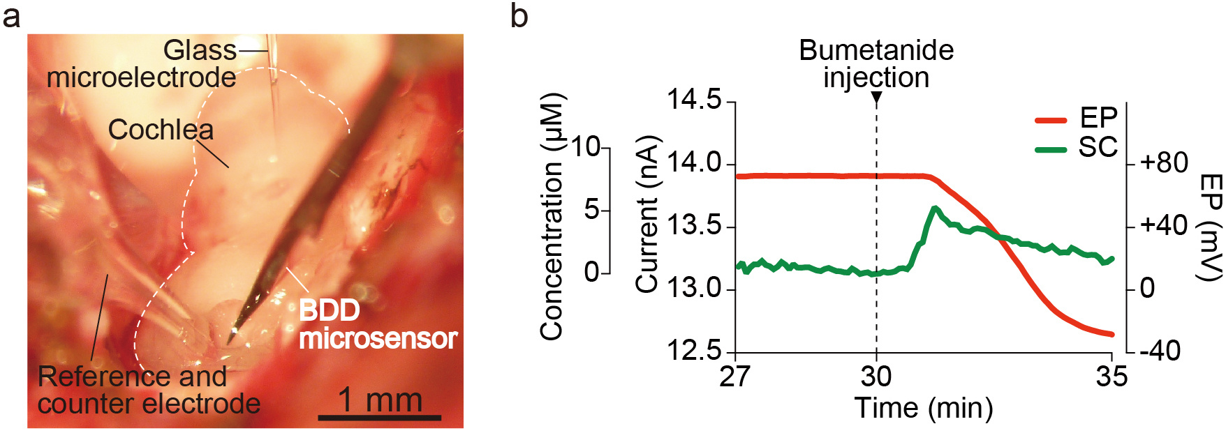 Figure 1. In vivo measurement with our drug-monitoring system Figure 1. In vivo measurement with our drug-monitoring system