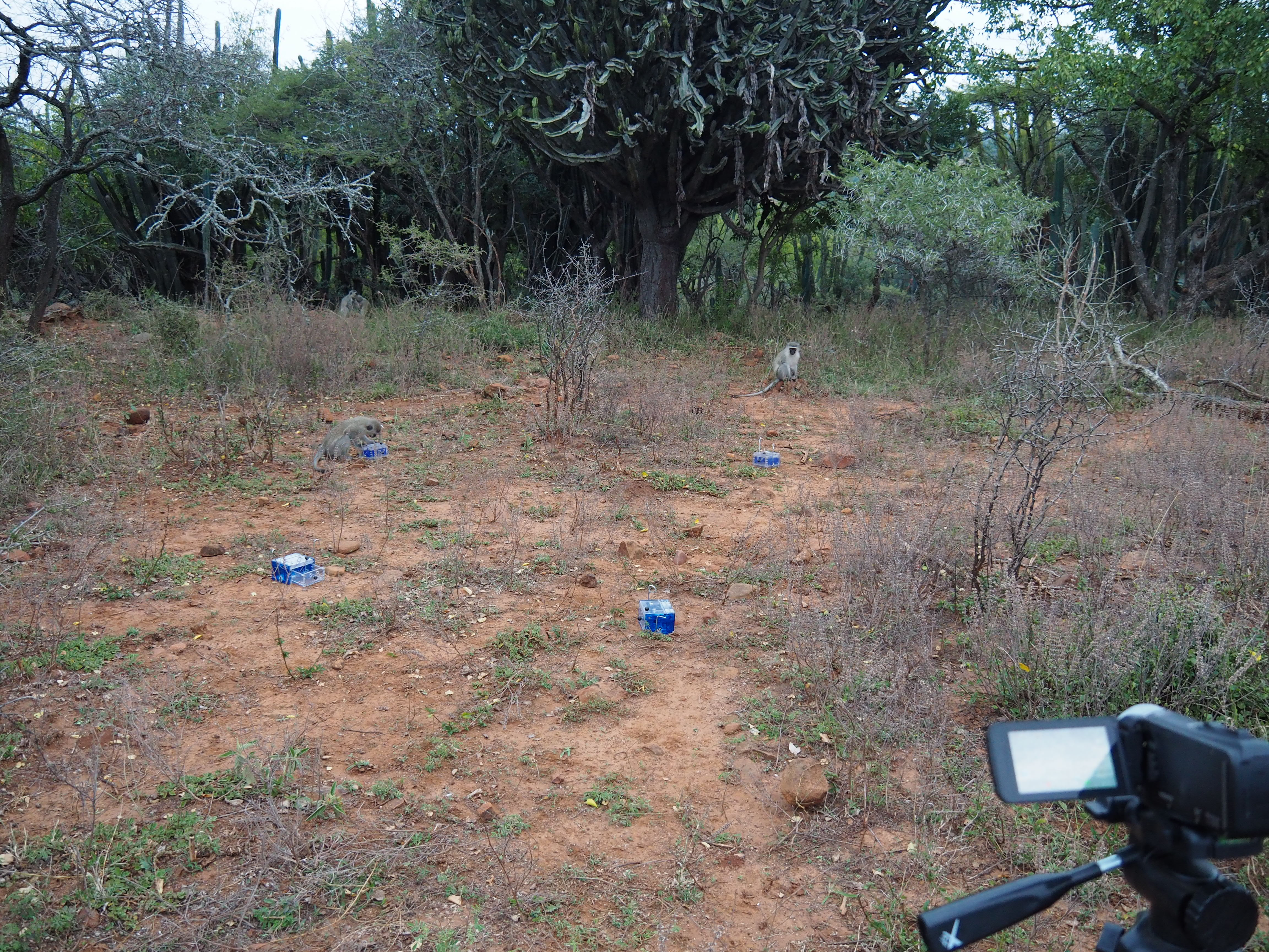 Picture 1: Four of the boxes used in the experiment filmed by one camera. Credit: Charlotte Canteloup