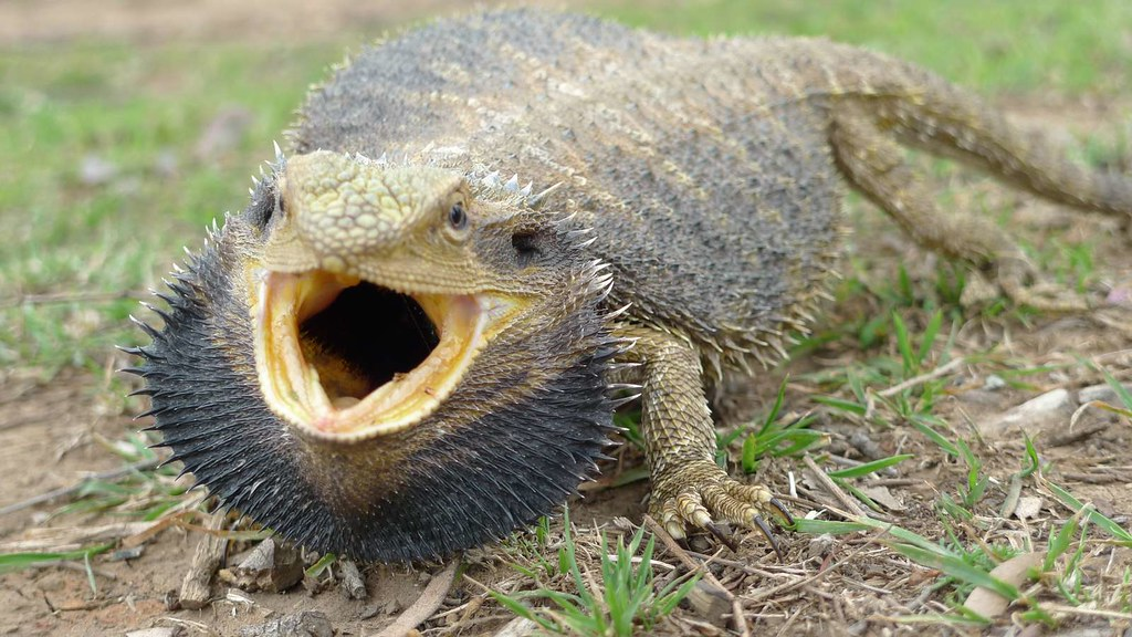 An angry bearded dragon