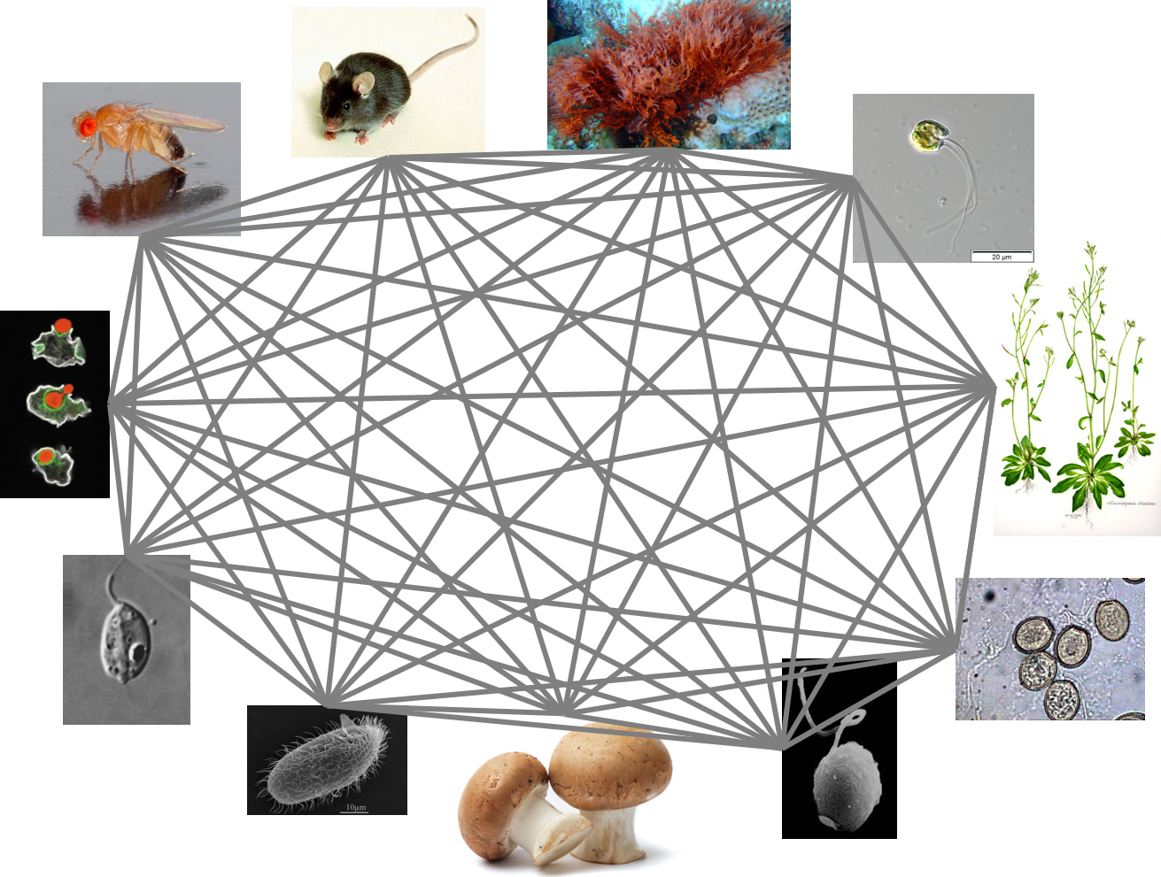 comprehensive groupings