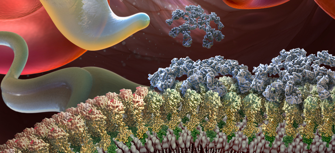 The Changing of the Coat