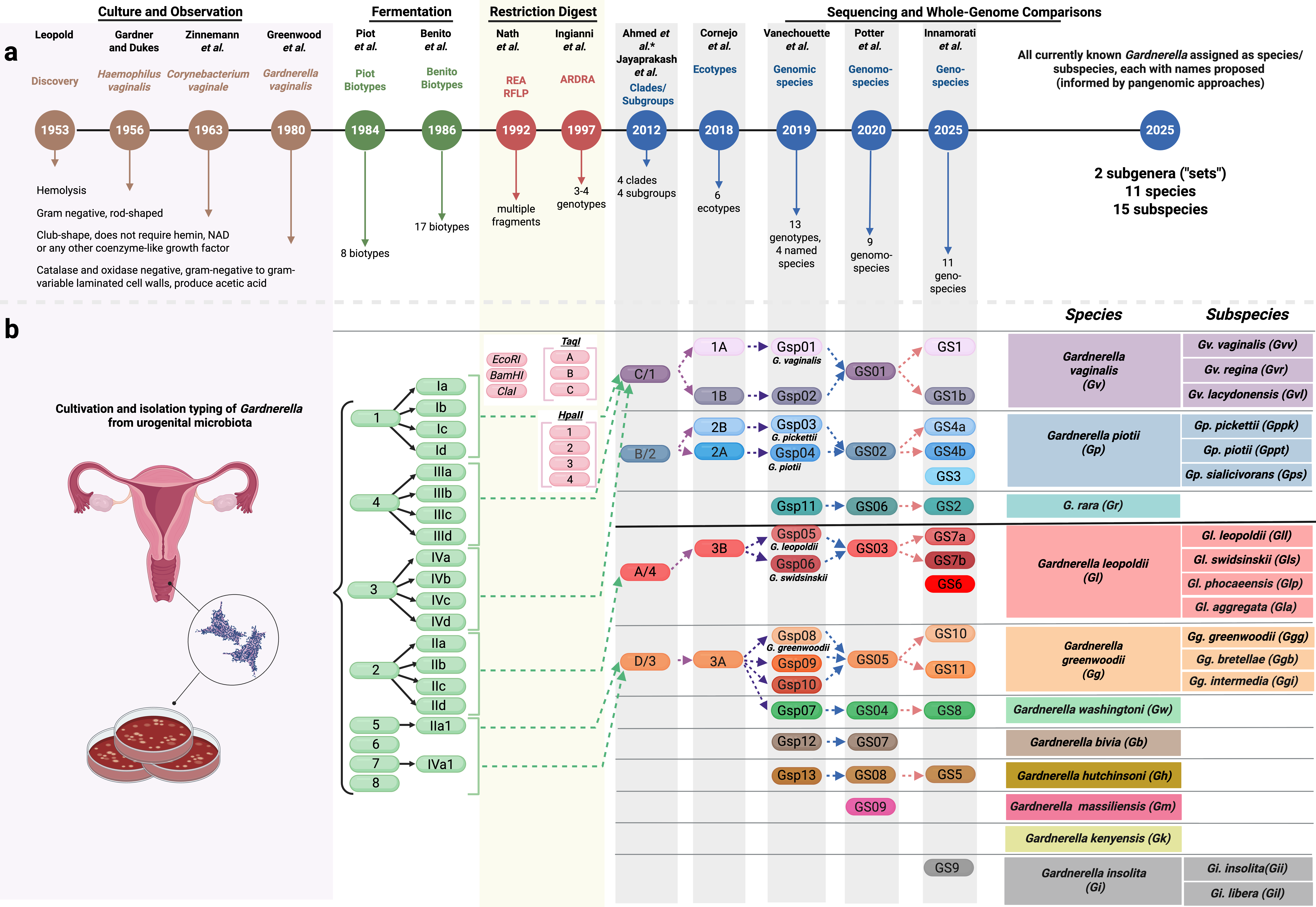 Schematic of the changes in Gardnerella nomenclature