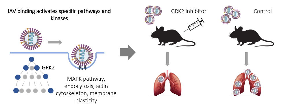 Schematic overview of our study identifying GRK2 as key kinase in influenza A virus entry and potential drug target