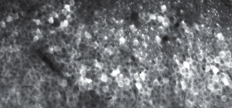 Calcium imaging average movie (pyramidal neurons in mouse CA1 expressing the calcium indicator GCaMP8m)