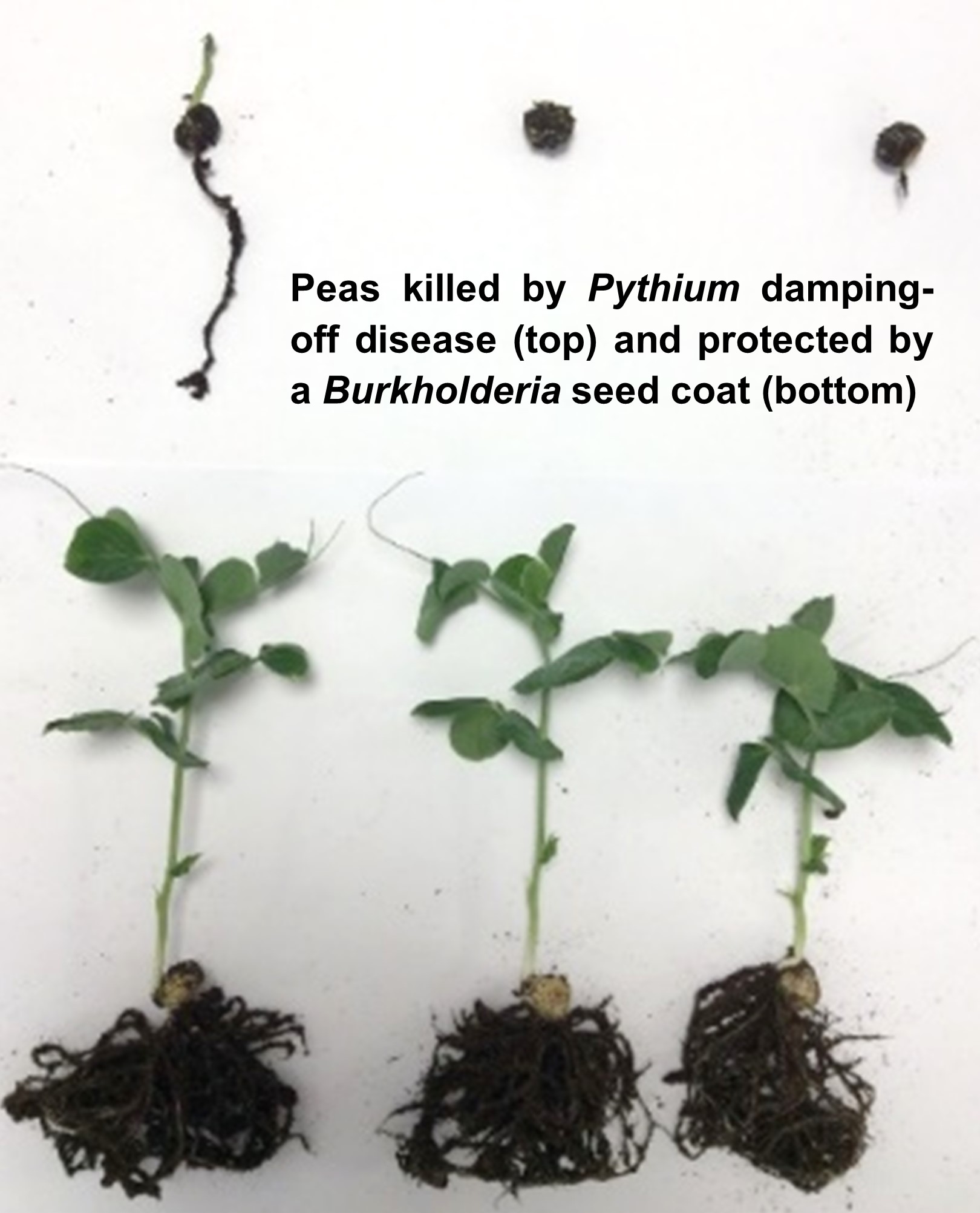 Burkholderia biopesticidal protection