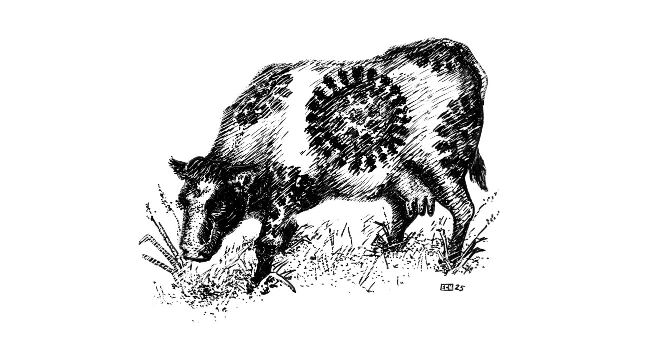 A pen and ink drawing of a Fresian cow with patterns resembling influenza virus particles