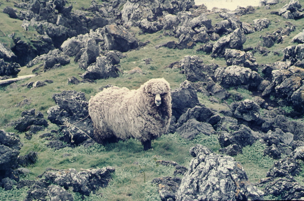 Sheep on rocky slope on Marion Island
