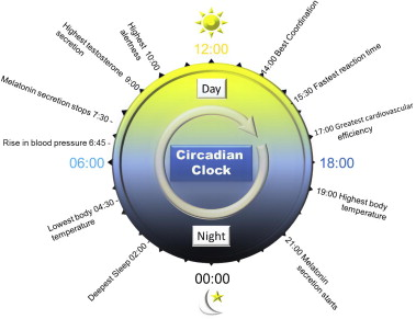 Key physiological changes over the circadian day. Key physiological changes over the circadian day.