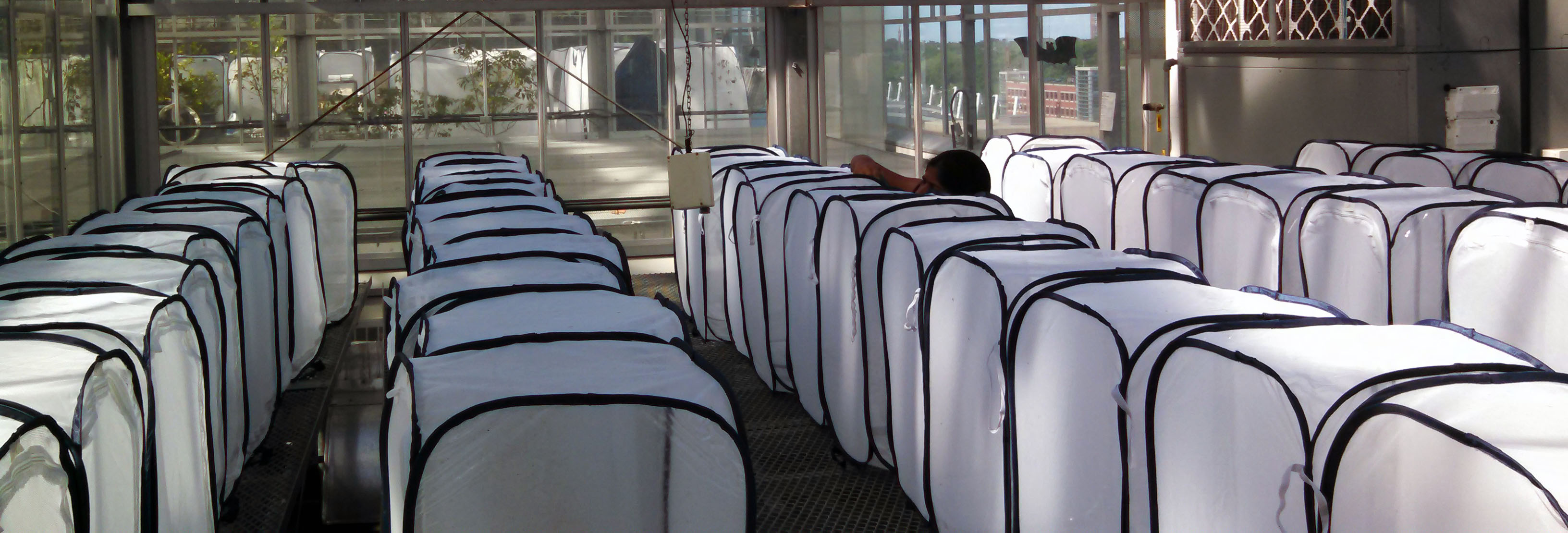 Sumitha Nallu caring for hundreds of Cabbage White butterflies in the greenhouse at the University of Chicago.