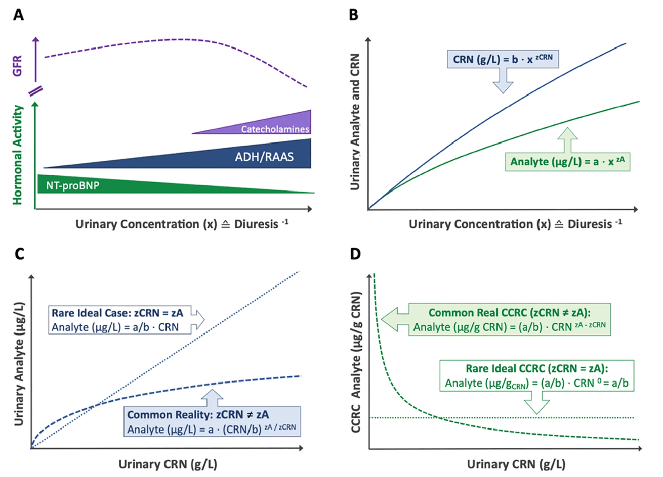 Differential renal handling of analytes and creatinine results in systemic dilution adjustment errors