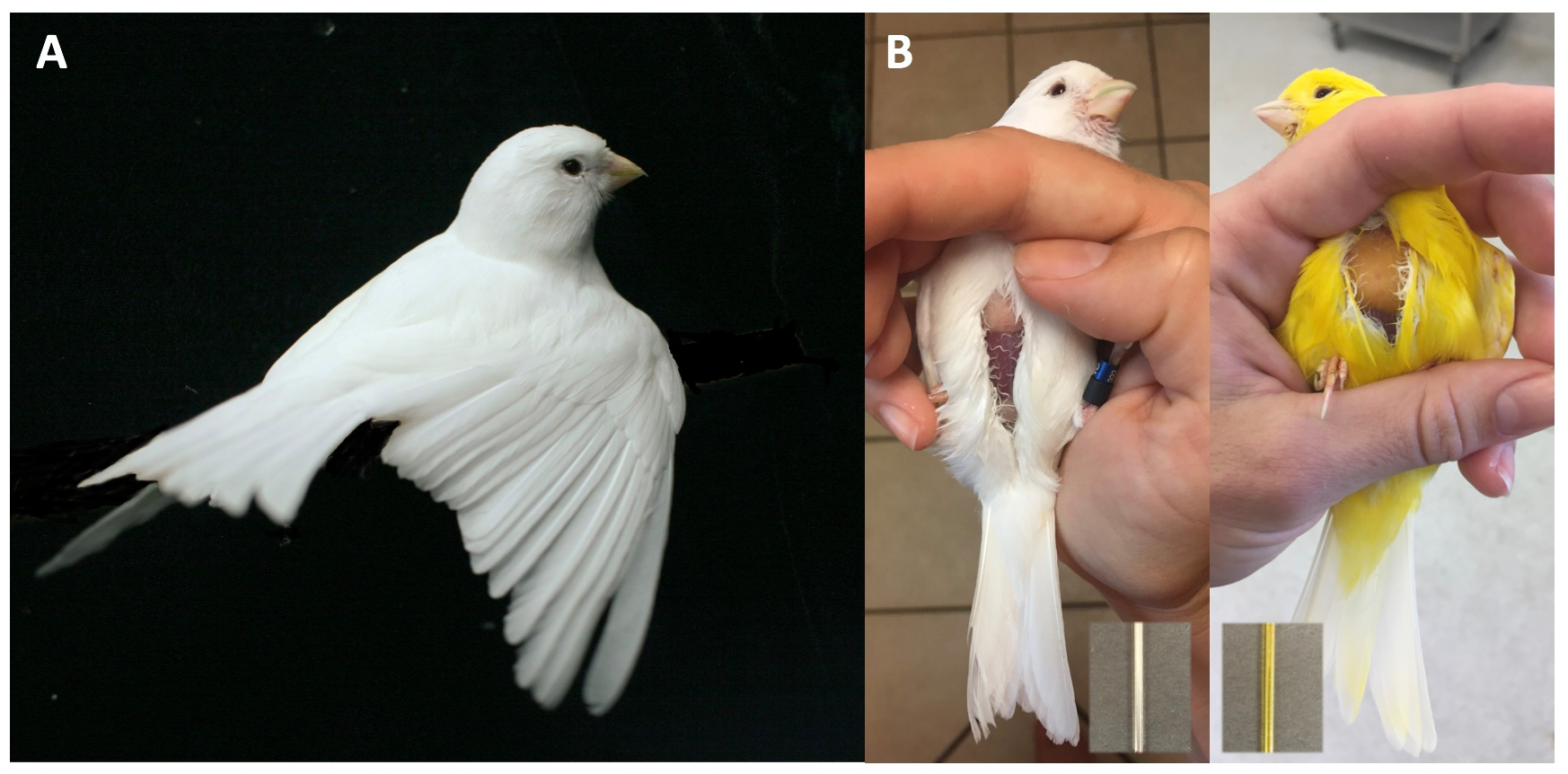 White recessive canary