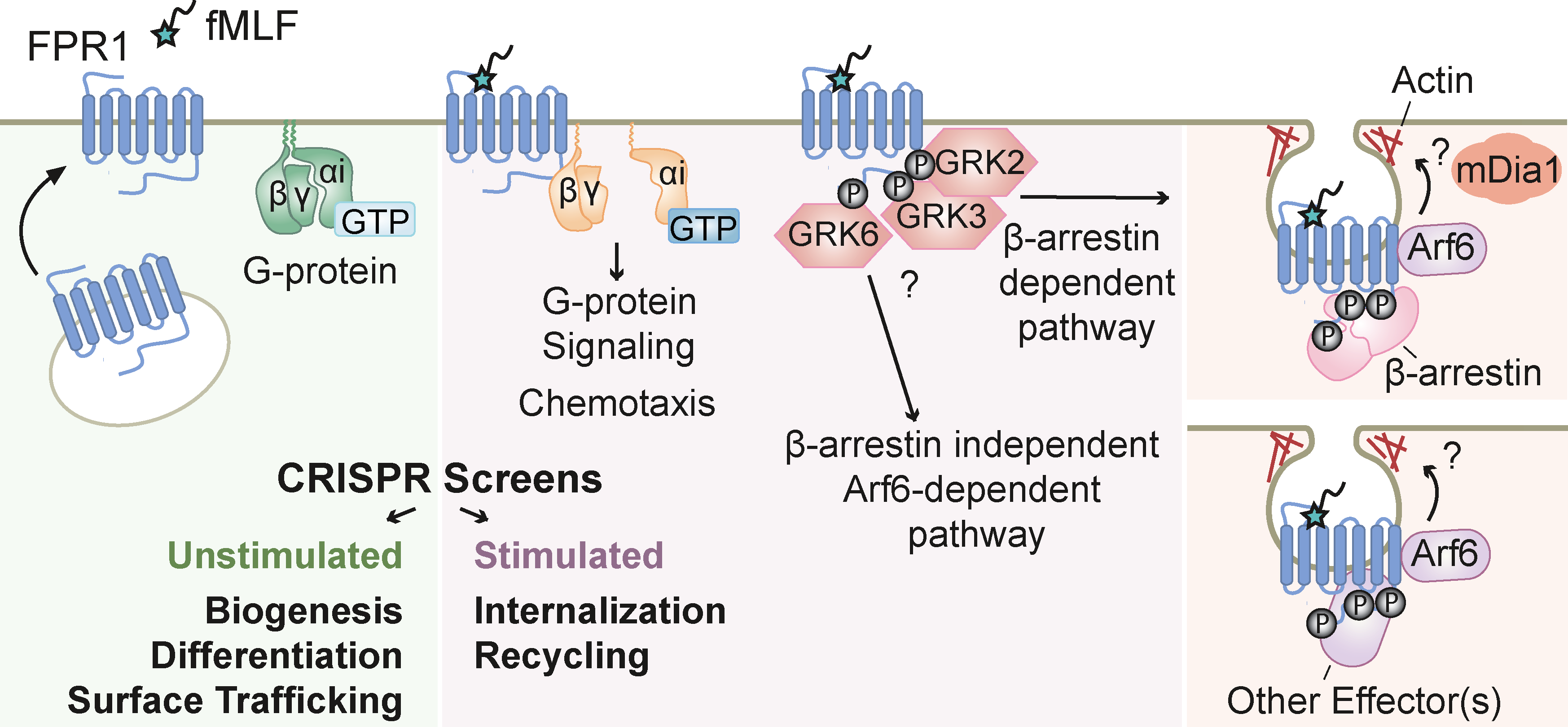 In this article, we systematically map factors controlling trafficking of the attractant receptor FPR1 in human neutrophils. We find that FPR1 internalization follows both β-arrestin dependent and independent routes, with Grk6, Arf6, and mDia1 playing key roles.