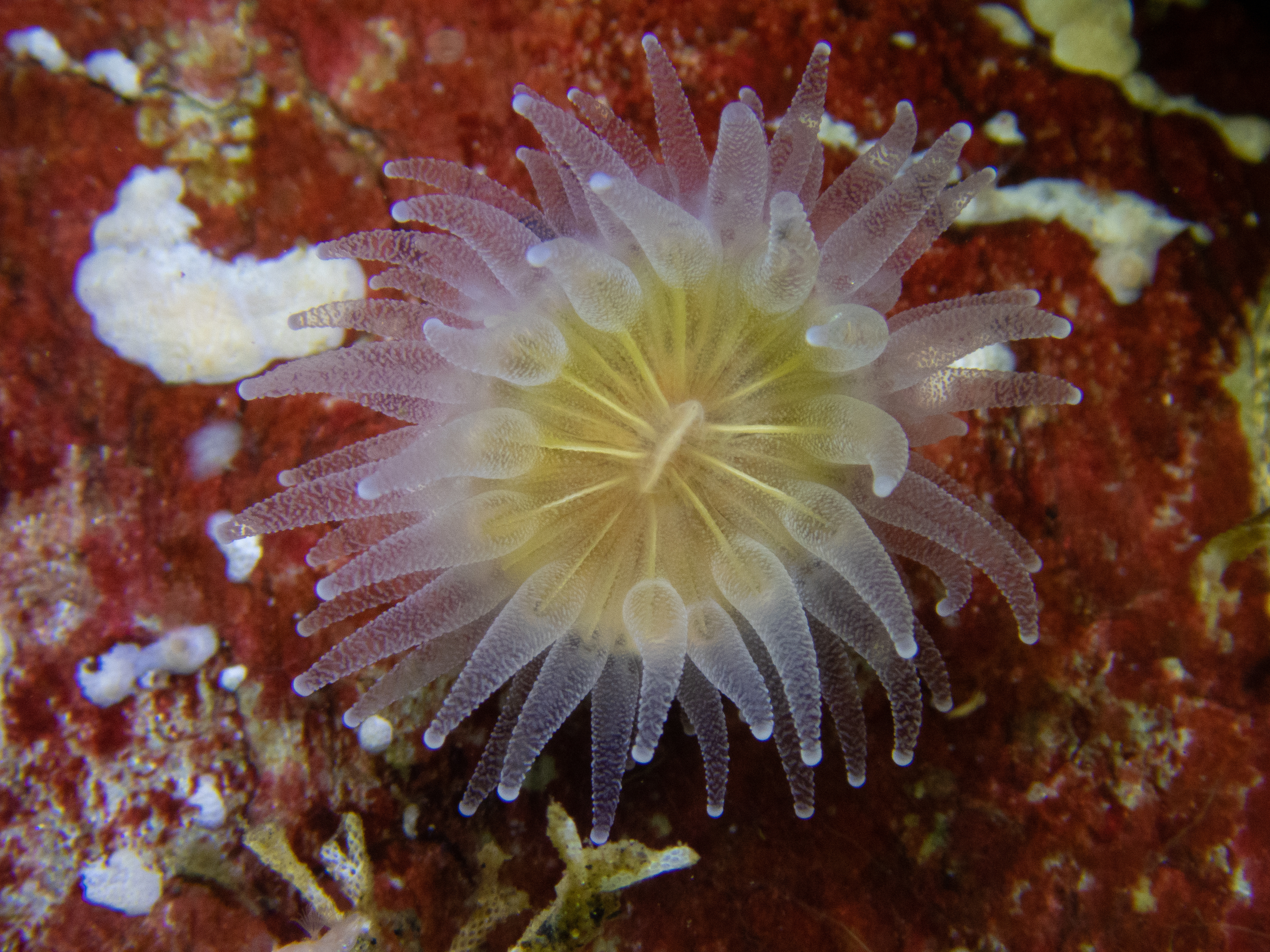 Desmophyllum dianthus (Huinay, Chilean Patagonia), an example of an azooxanthellate and solitary scleractinian coral