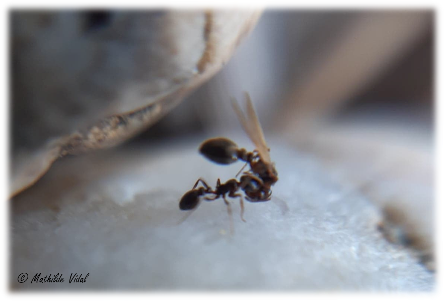 Worker holding the winged gyne (on top) by the neck with its mandibles (Picture by Mathilde Vidal).