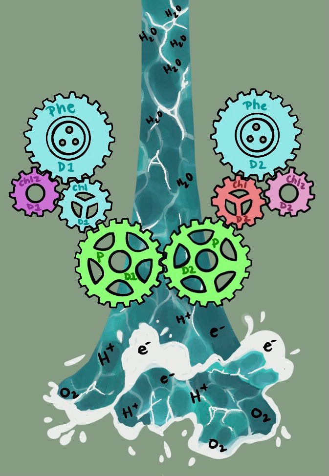 Artist rendering of photosynthetic components of photosystem II reaction center as cogs in a machine to split water into protons, electrons, and oxygen gas. 