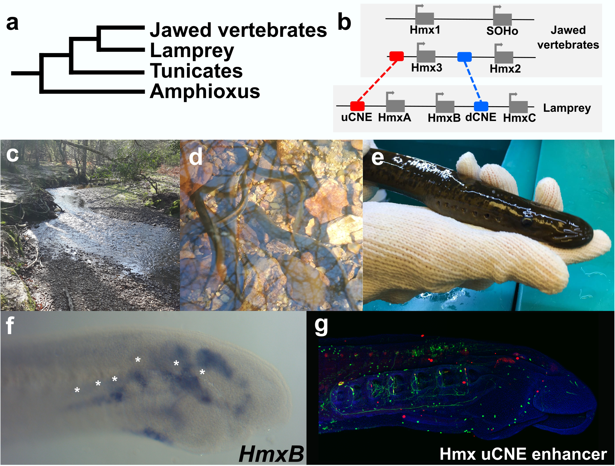 Fig. 2 | Studying Hmx in vertebrates.