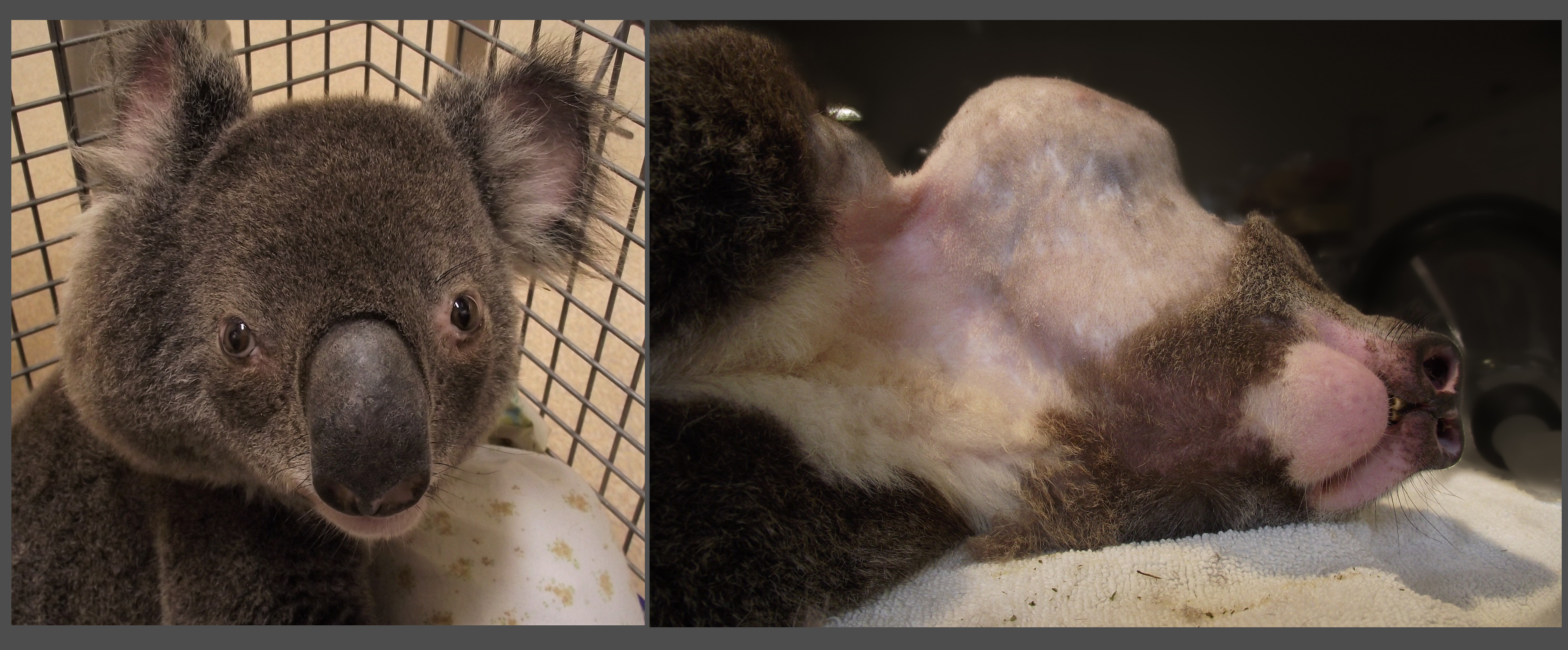 Koala with lymphoma