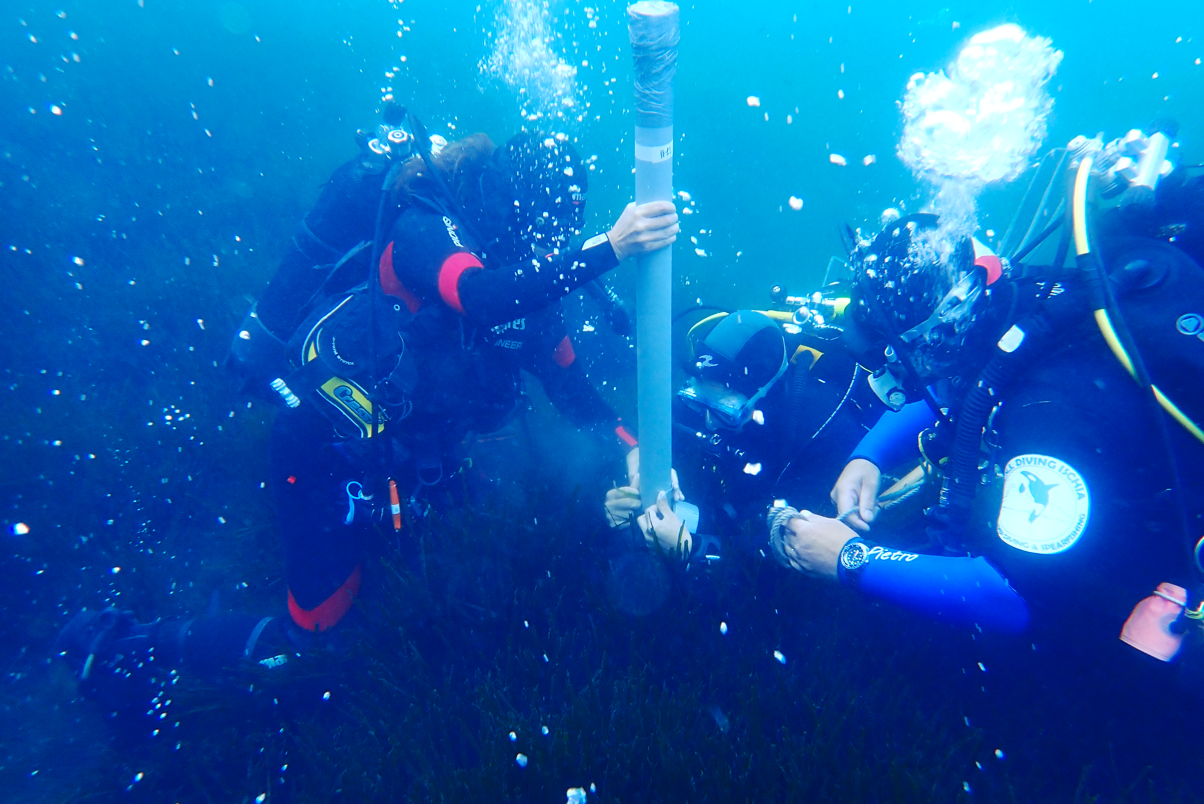 A sediment core extracted from the seagrass meadow. Photo: N. Teixidó