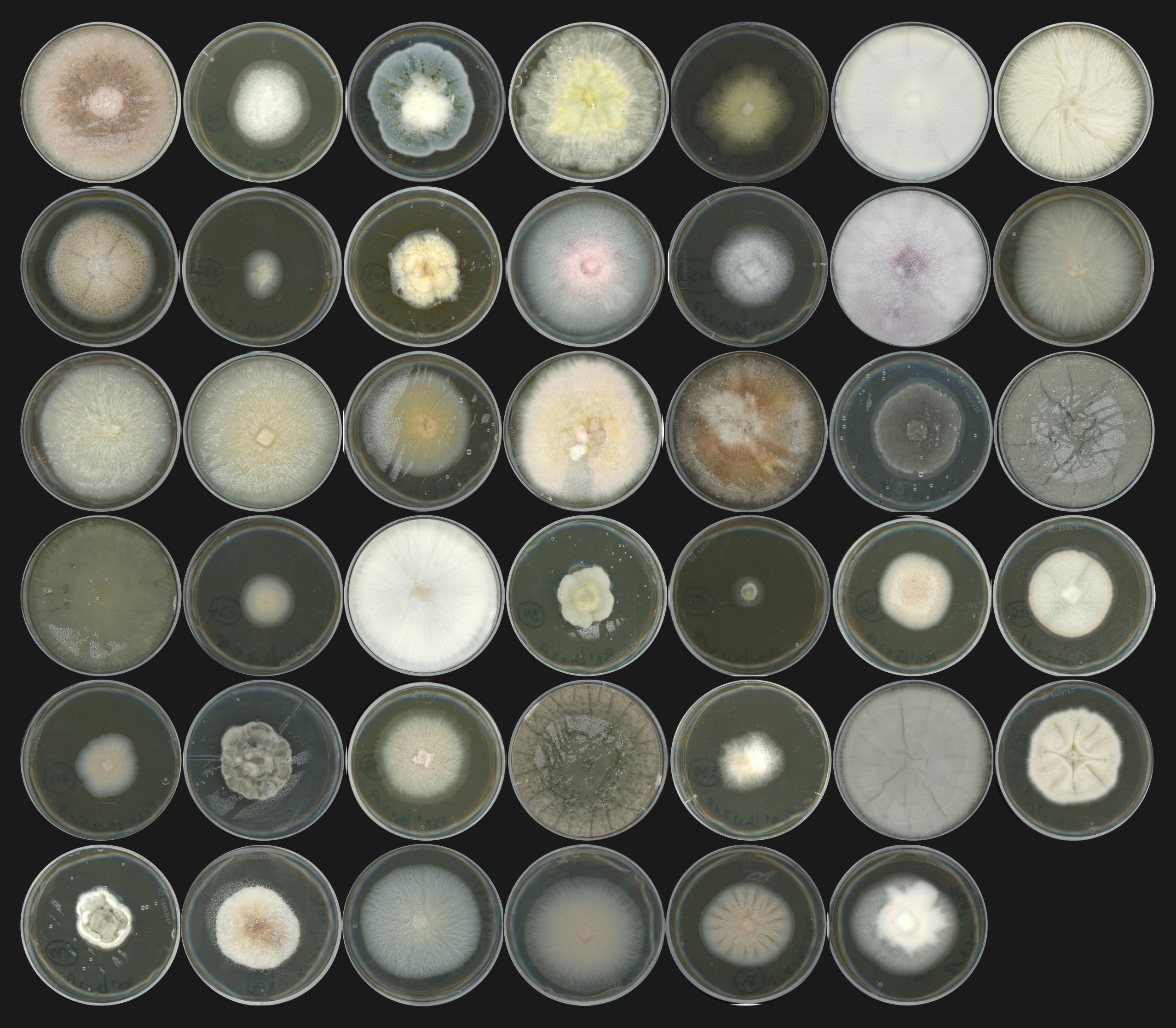 Photograph of 41 fungal isolates representative of the A. thaliana root mycobiome Culture plates of 41 fungal isolates representative of the A. thaliana root mycobiome