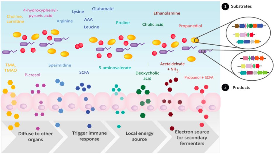 Bacteria in the gut carry out diverse metabolic transformations, leading to the accumulation of metabolites that may have important physiological effects on the host as well as on other microbes.