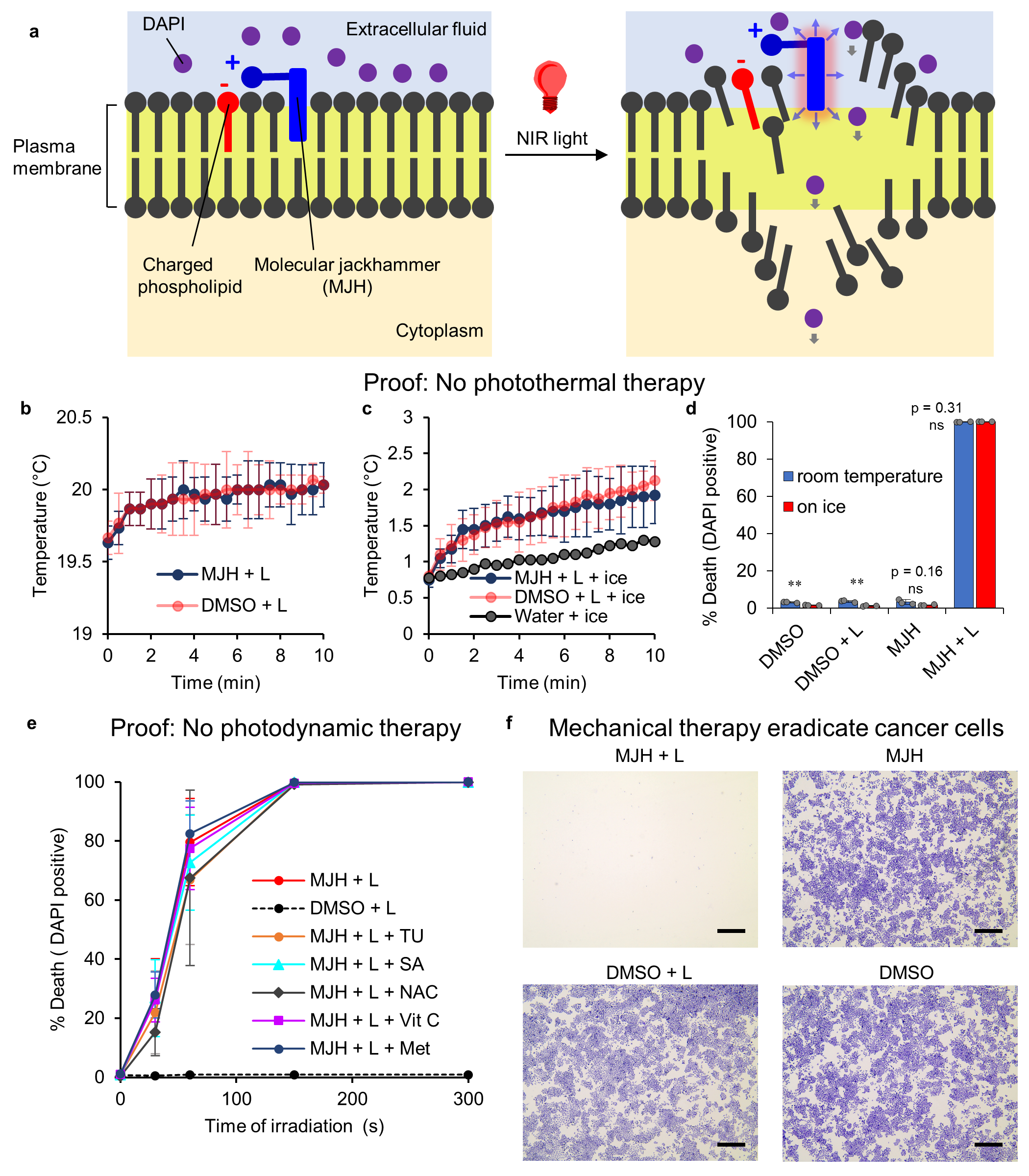 (a)  The concept of a MJH and its working mechanism for opening cell membranes. NIR light excites VDA in the MJH. This is an electronic molecular plasmon excitation coupled to a concerted whole-molecule vibrational motion. VDA exerts a physical force for opening cell membranes. (b) Temperature of the media during the treatment conducted at room temperature. (c) Temperature of the media during the treatment while cooling the system on ice. (d) A comparison of the cell membrane disruption and permeabilization to DAPI dye between treatment at room temperature versus treatment on ice at ~1-2 °C. (e) ROS scavengers are added into the treatment: TU = 100 mM thiourea, SA = 2.5 mM sodium azide, NAC = N-acetylcysteine 1 mM, Vit C = 5 mM vitamin C, and Met = 5 mM methionine. ROS scavengers do not retard the permeabilization of A375 cells to DAPI. (f) Quantification of cell death by crystal violet test. Scale bar =0.5 mm. In all MJH = 2 μM Cy7.5-amine; DMSO = 0.1% DMSO; and L = 80 mW cm-2 of 730 nm NIR light for 10 min.