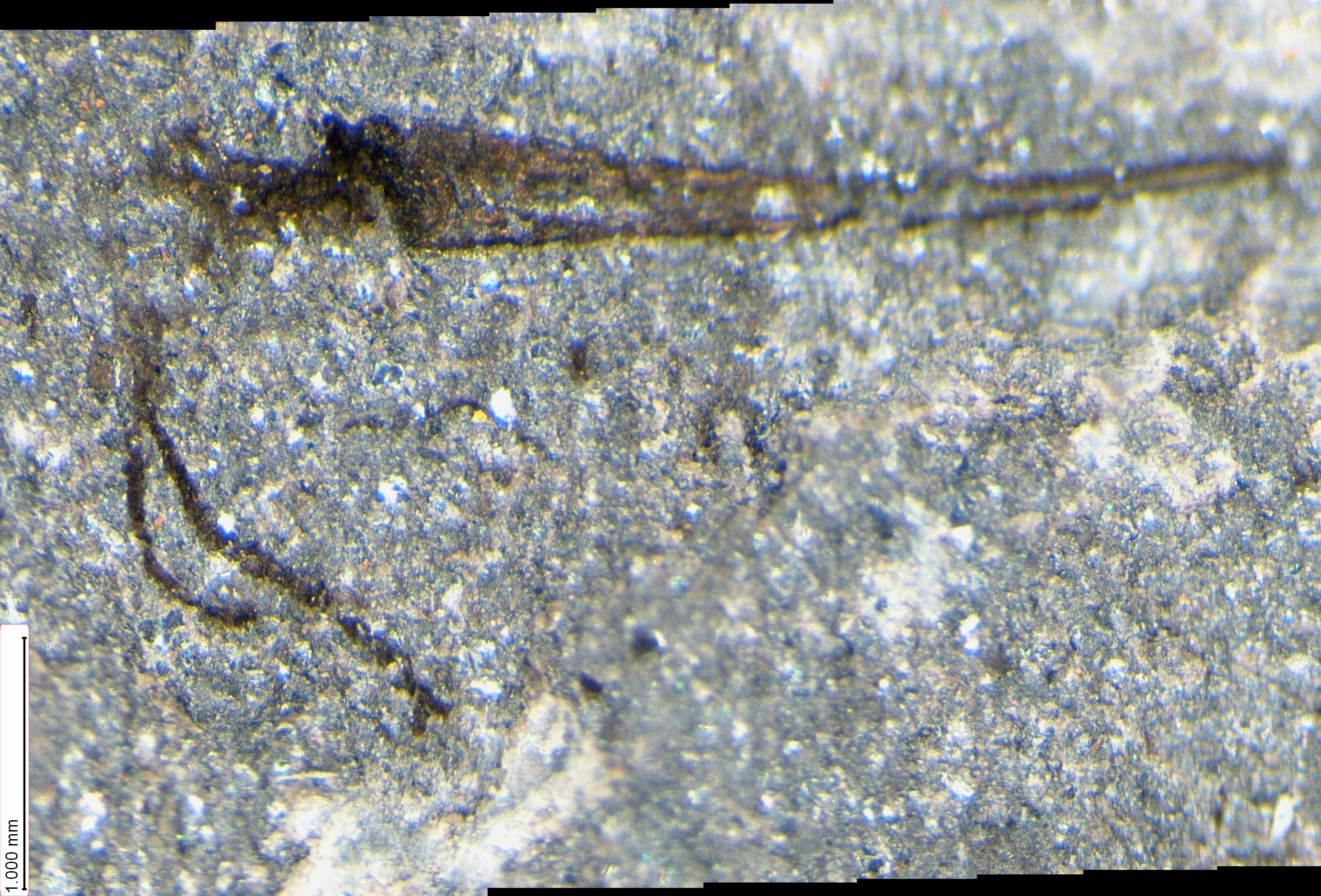 A strange creature with a narrow conical tube, from which a soft body emerges, bearing two long tentacles.