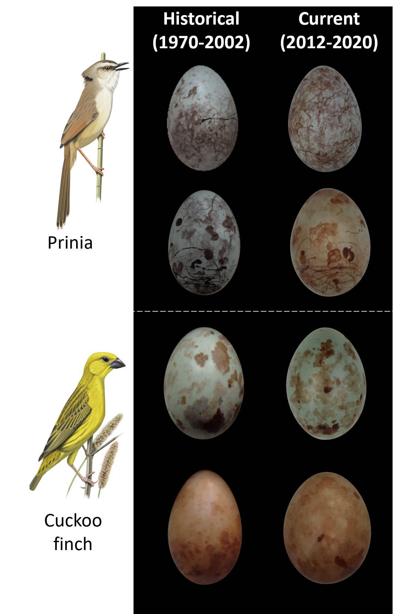 Examples of prinia and cuckoo finch eggs from different years.