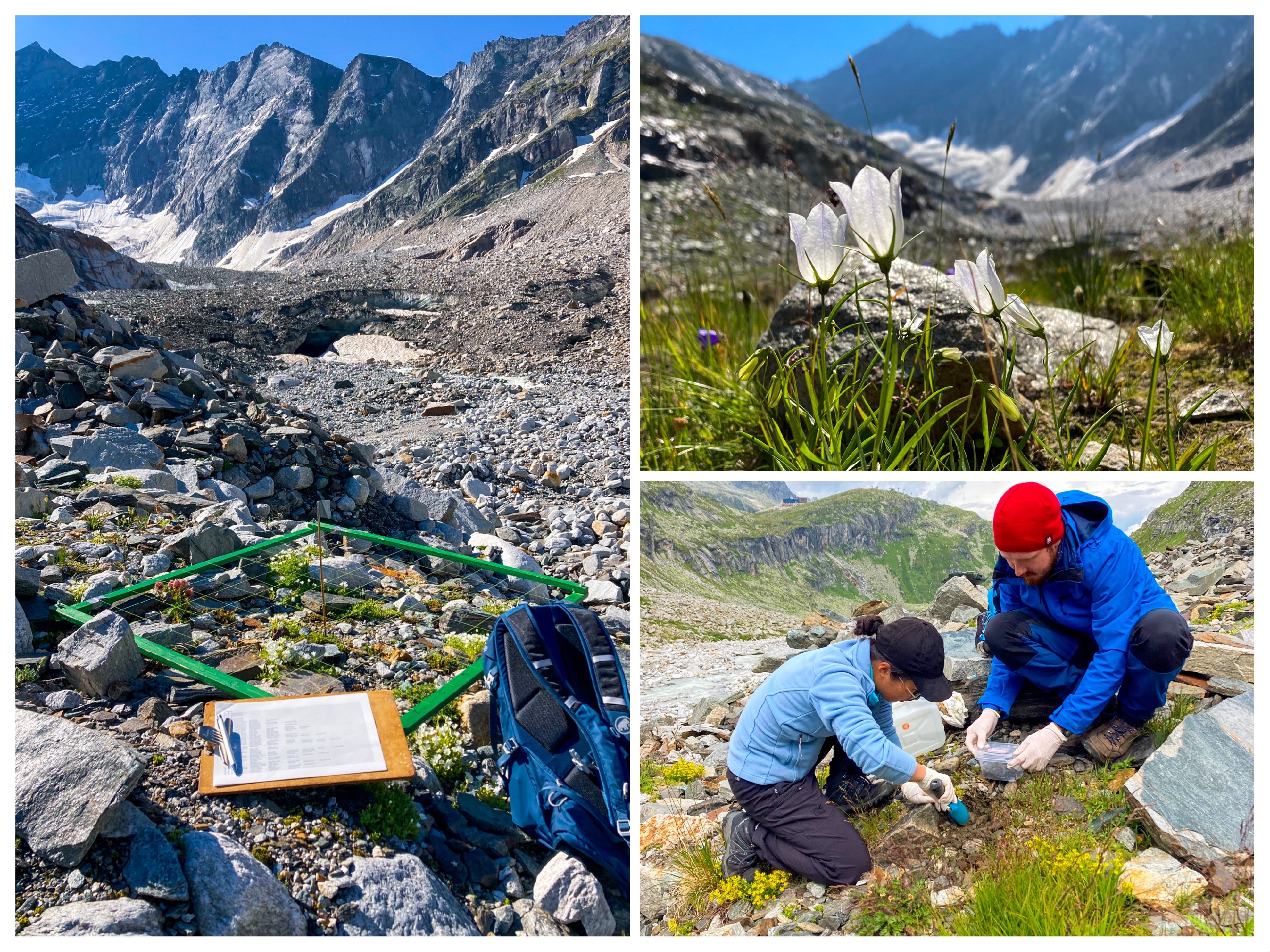 Impression from field work. Left picture: A vegetation survey is performed on one of our observational plots close to the glacier. Right pictures, top: A common plant species in the forefield: Campanula scheuchzeri in flower. Bottom: Collection of soil samples for nutrient analysis (Special thanks to Xie He and Tobias Seifert (both on the picture) for making fieldwork much more pleasant and fun!).