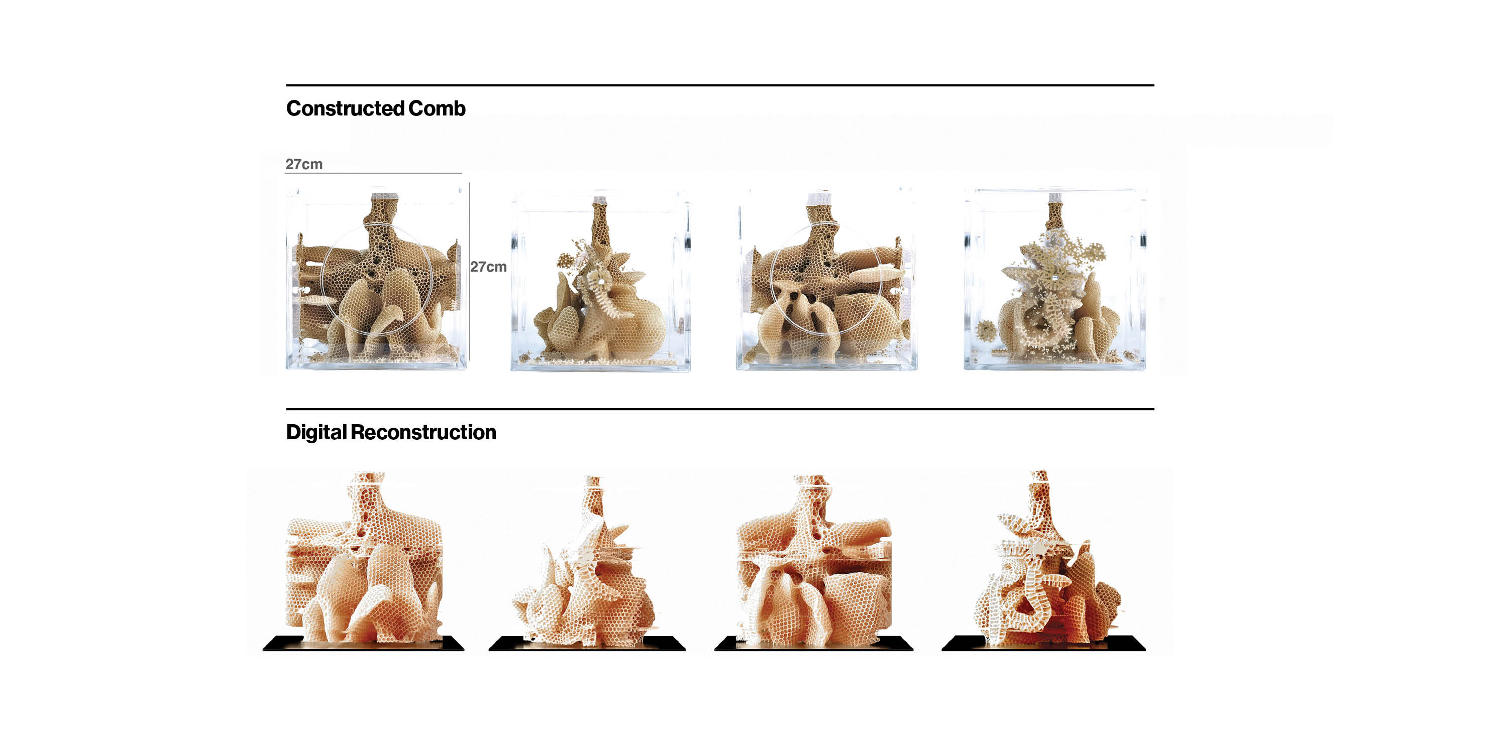 3D models of constructed comb architectures are digitally reconstructed from X-ray micro-computed tomography scans. 