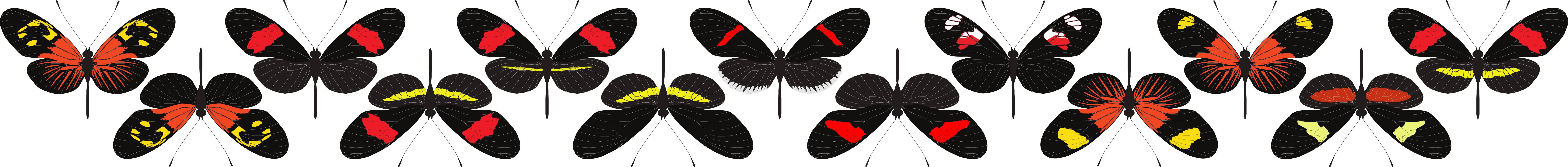 Sample of Heliconius erato diversity explored in the study.