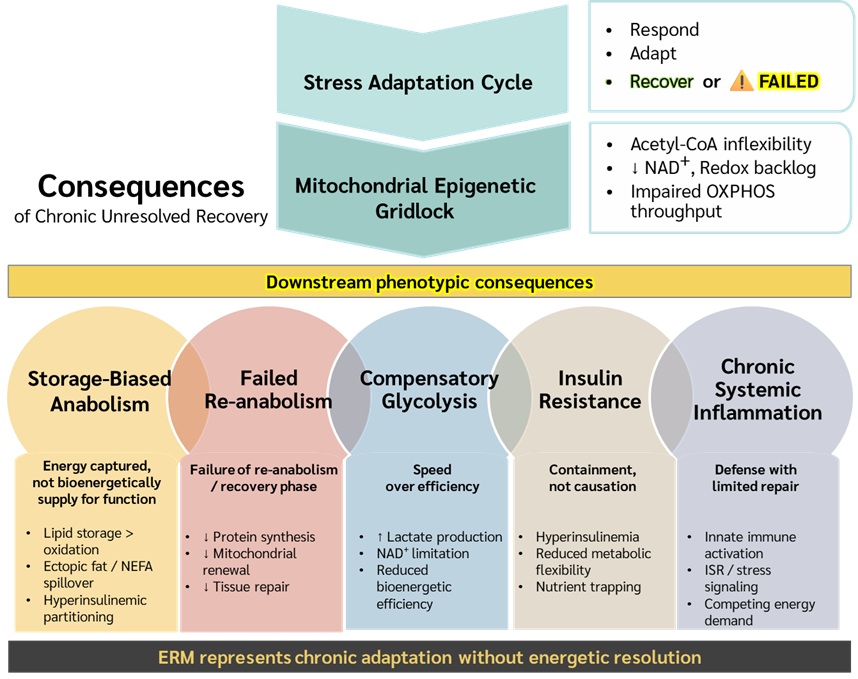 Conceptual schematic showing how unresolved stress recovery progresses toward mitochondrial epigenetic gridlock. The figure links chronic bioenergetic constraint to downstream phenotypes including storage-biased anabolism, failed re-anabolism, compensatory glycolysis, insulin resistance, and chronic systemic inflammation, framing these as coordinated adaptive responses that preserve short-term survival but impair long-term recovery and resilience.
